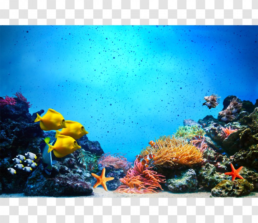 Underwater Coral Reef Fish Royalty-free Photography - Royaltyfree - Star Ocean Transparent PNG