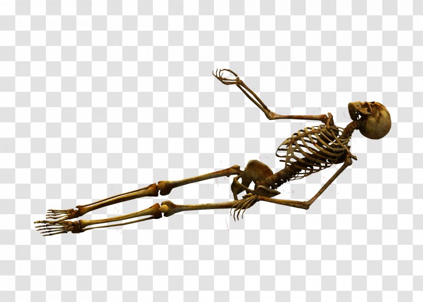 Human Skeleton Bone Skull Transparent PNG