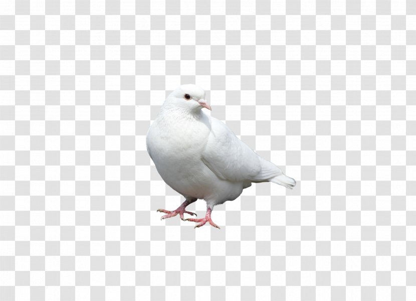 Columbidae Bird Columba White - Beak - Pigeon Transparent PNG