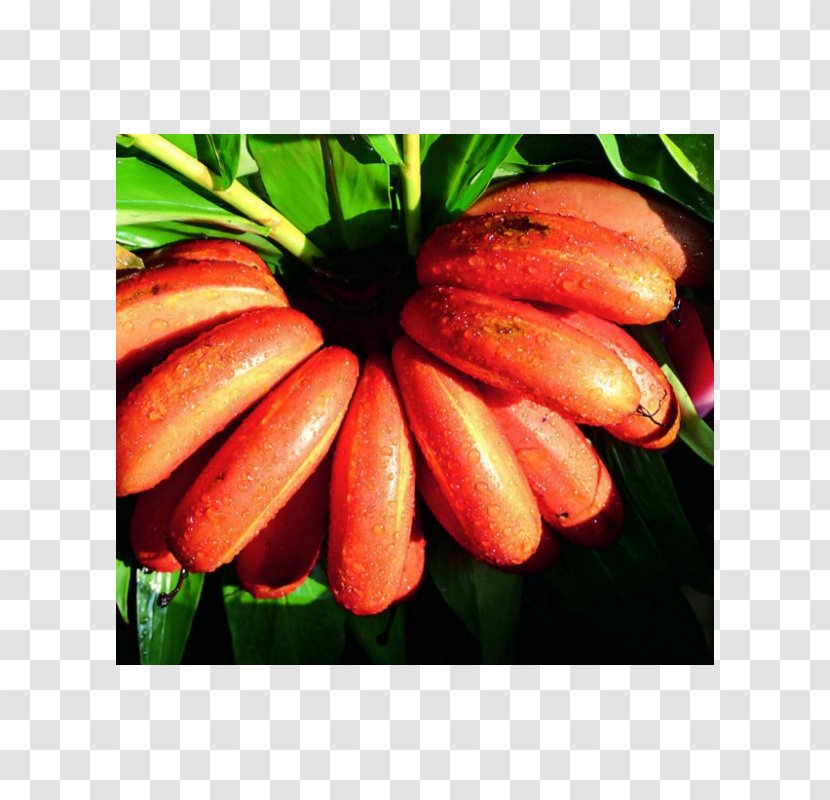Musa Velutina Red Banana Jamaican Cuisine Fruit - Food Transparent PNG