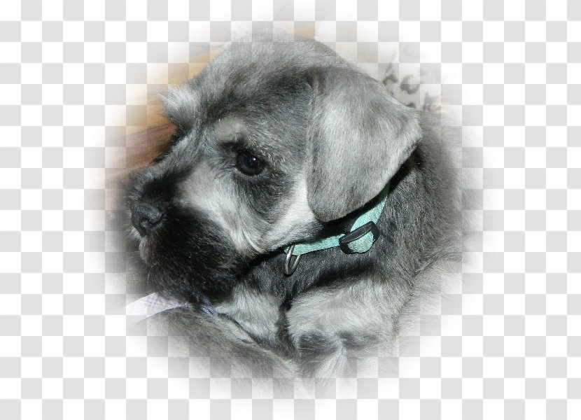 Miniature Schnauzer Schnoodle Standard Cesky Terrier Puppy - Razas Nativas Vulnerables Transparent PNG