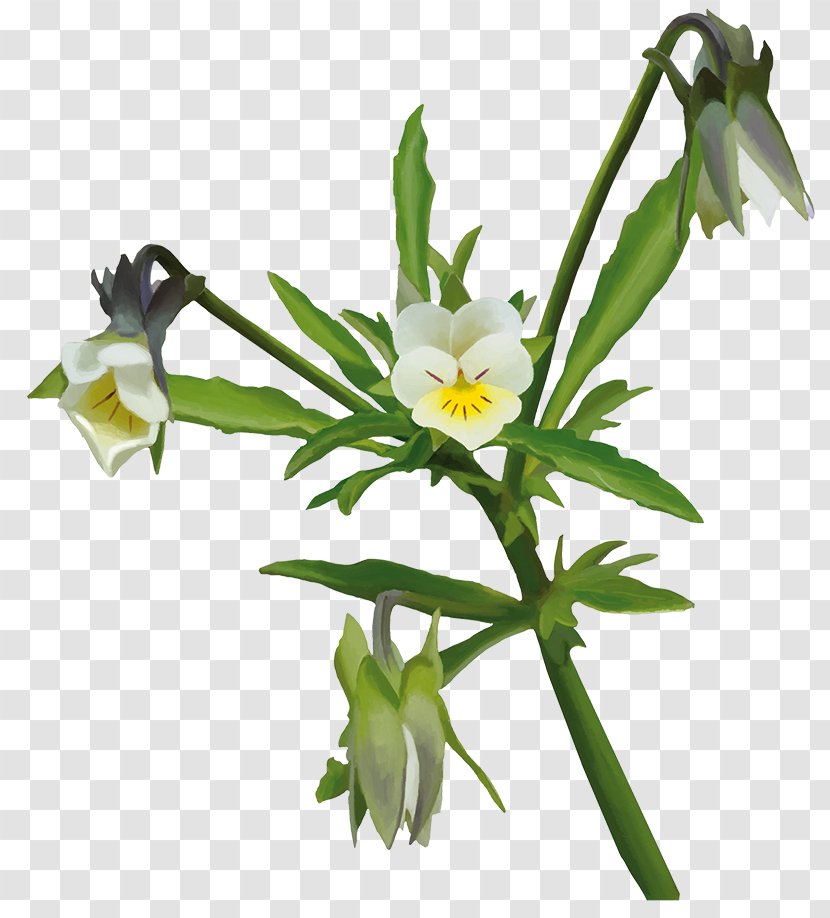Flowering Plant Herbaceous Stem Plants - Flower Transparent PNG