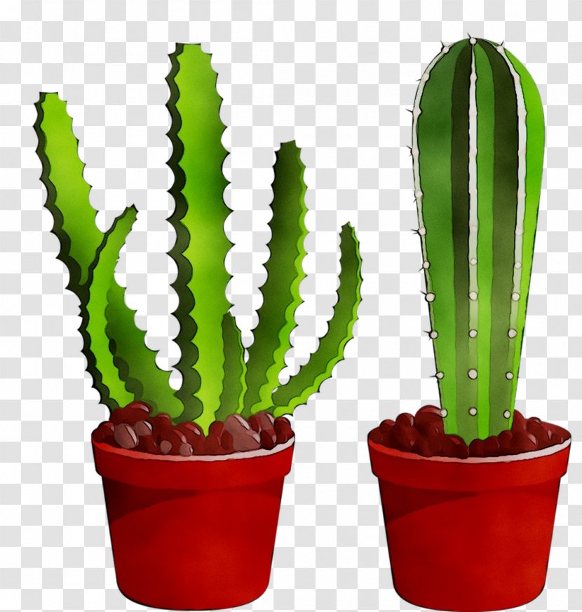 Triangle Cactus Echinocereus Plant Stem Plants Acanthocereus - Saguaro Transparent PNG