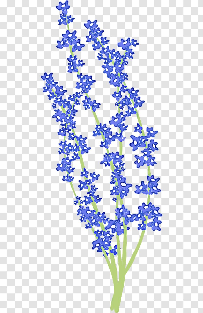 Lavender - Flowering Plant - Wildflower Pedicel Transparent PNG