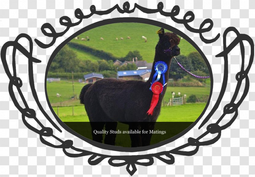 Lucky Tails Alpaca Farm Leicestershire Horse - Valais Blacknose Transparent PNG