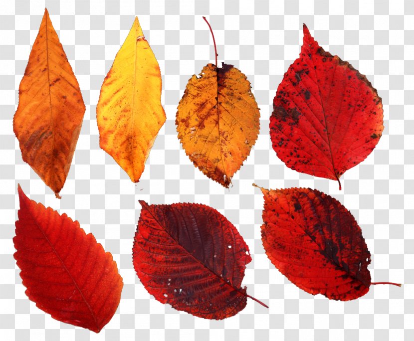 Leaf Autumn Deciduous Tree - Winter - Leaves Transparent PNG