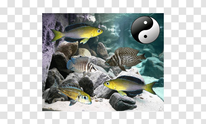 Bony Fishes Aquarium Golden Mbuna Malawi Eyebiter - Fish Transparent PNG