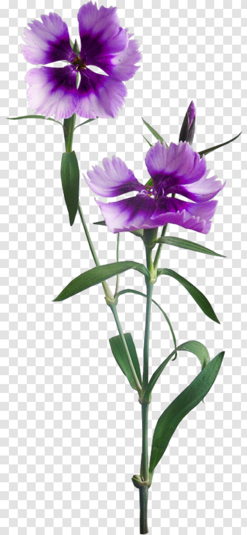 Flower Plant Stem God - Violet Family Transparent PNG
