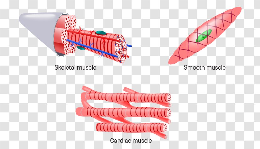 Muscle Tissue Skeletal Cardiac - Cell Transparent PNG