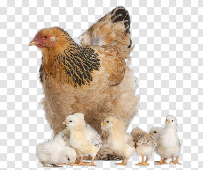Brahma Chicken Australorp Wyandotte Kifaranga Stock Photography - Breed - Animal Transparent PNG