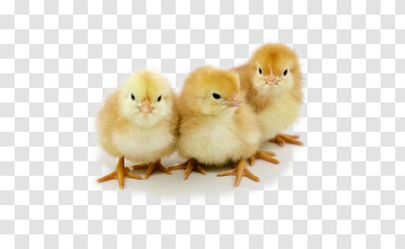 Australorp Wyandotte Chicken New Hampshire Hatchery Poultry - Rhode Island Red Transparent PNG