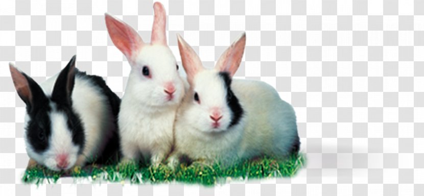 Leporids Mother Rabbit Rodent High-definition Television Wallpaper - Fauna - In The Grass Transparent PNG