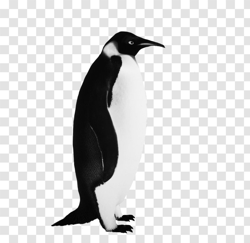 Emperor Penguin Bird Clip Art - Beak Transparent PNG