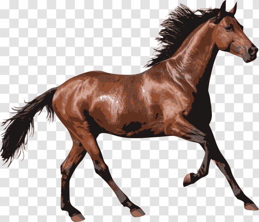 Horse Pony Equestrian Clip Art - Livestock Transparent PNG