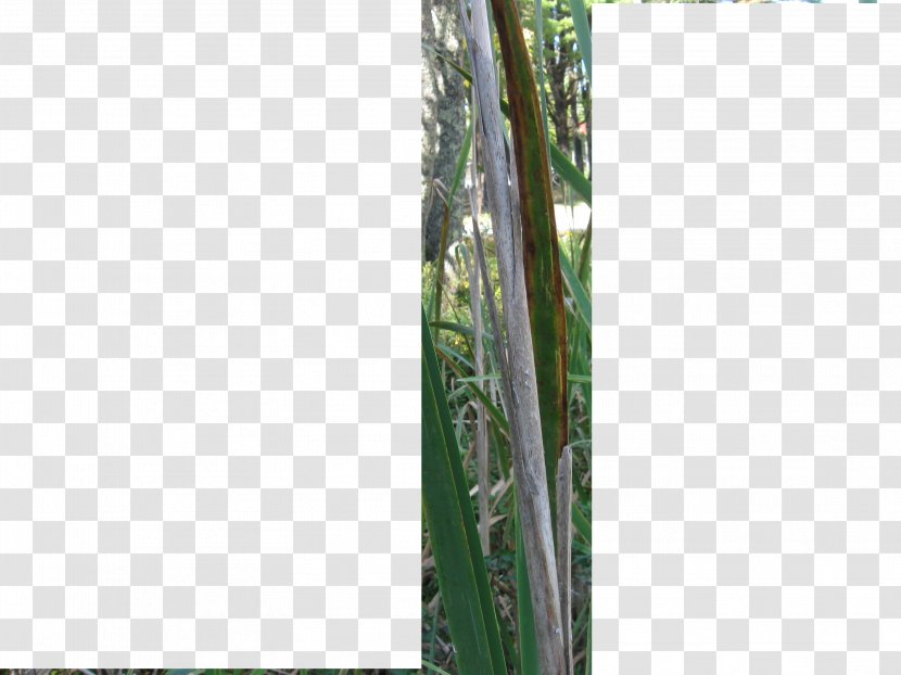 Bamboo Tree Plant Stem Family - Withered Leaves Transparent PNG