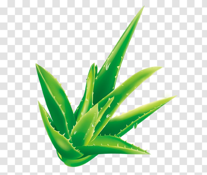 Aloe Vera Cartoon Plant - Agave - Fresh Transparent PNG