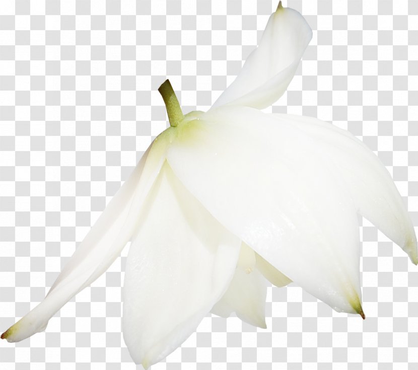 Flowering Plant Petal - White - Flower Transparent PNG