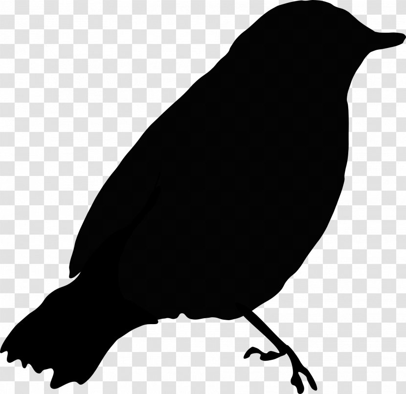 Common Blackbird Crows Clip Art - Fauna - Gray Transparent PNG