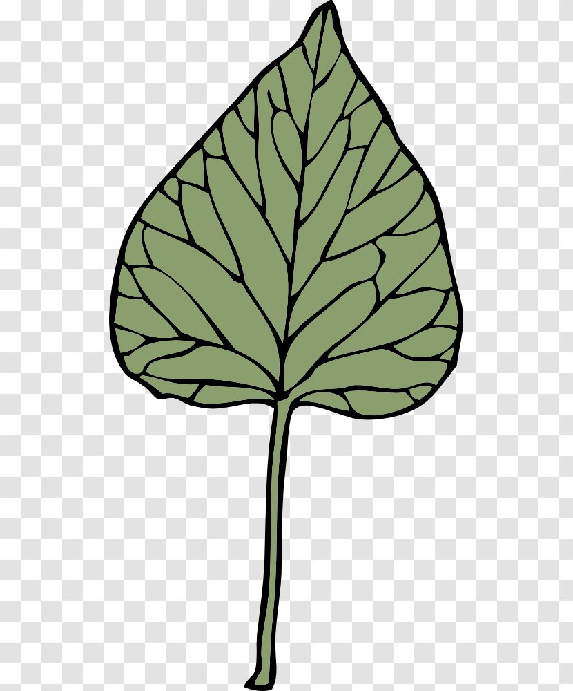Download Free Content Clip Art - Woody Plant - Leaf Growing Cliparts Transparent PNG