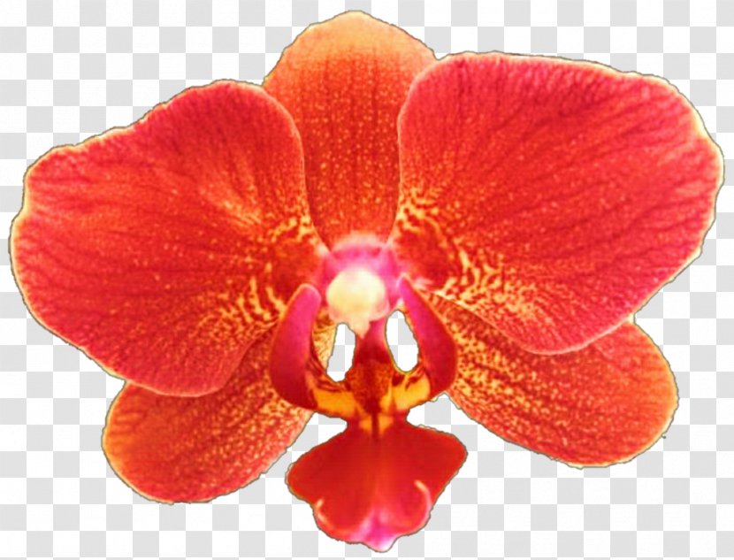 Moth Orchids Clip Art Image - Of The Philippines - Red Transparent PNG