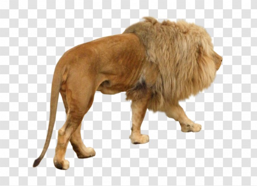 Felidae East African Lion Stock.xchng Image - Snout - Roar Transparent PNG