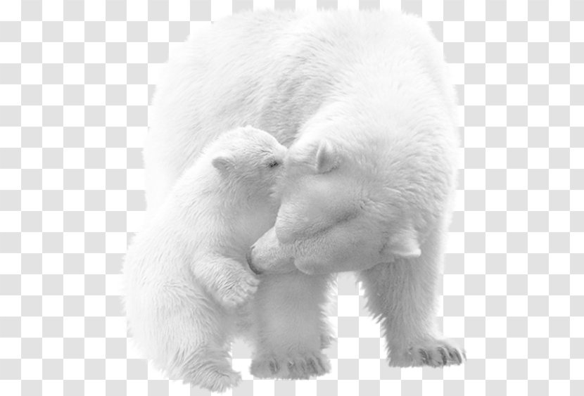 Vicks, The Polar Bear Cub American Black Animal Painting - Fur Transparent PNG
