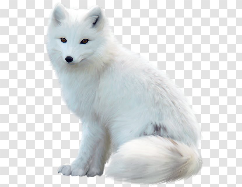Arctic Fox Red Silver Dog - Mammal Transparent PNG