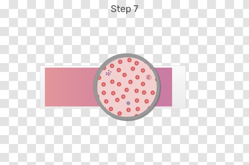 White Blood Cell Red - Smear Transparent PNG
