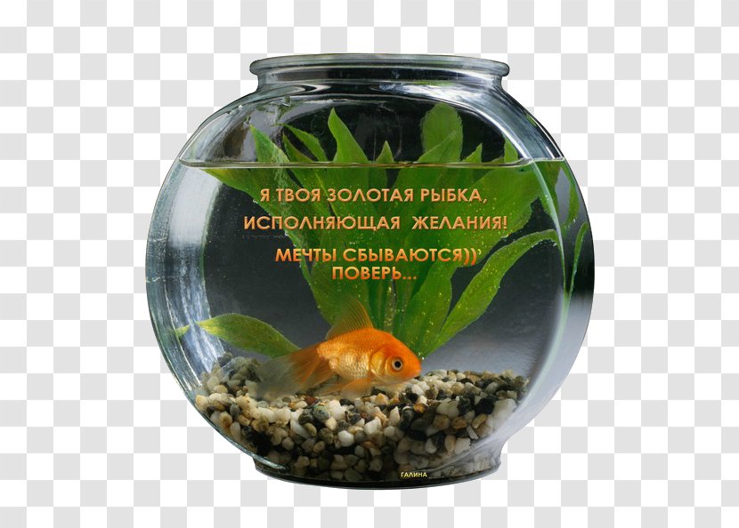 Goldfish Aquarium GIF Wish - Fish Transparent PNG