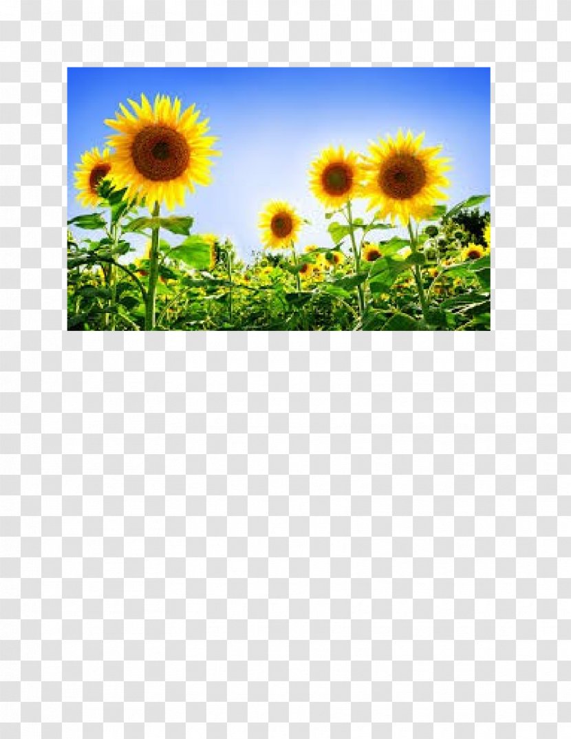 Common Sunflower Desktop Wallpaper Display Resolution 1080p - Flowering Plant - Sunflowers Transparent PNG