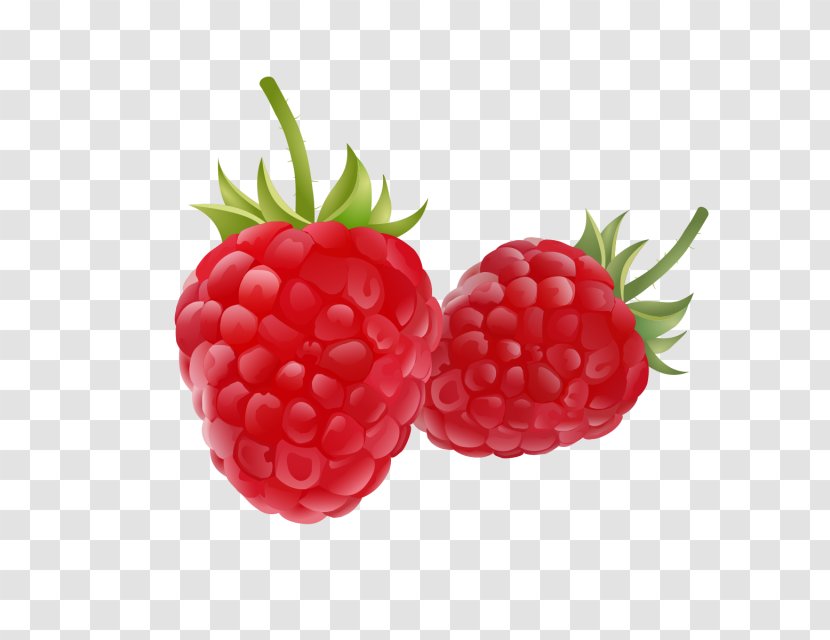 Raspberry Drawing Fruit Clip Art - Accessory Transparent PNG