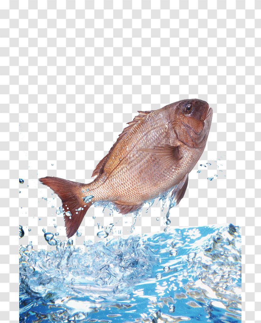 Water Fish Clip Art - Organism - Bream Jumped Out Of The Transparent PNG