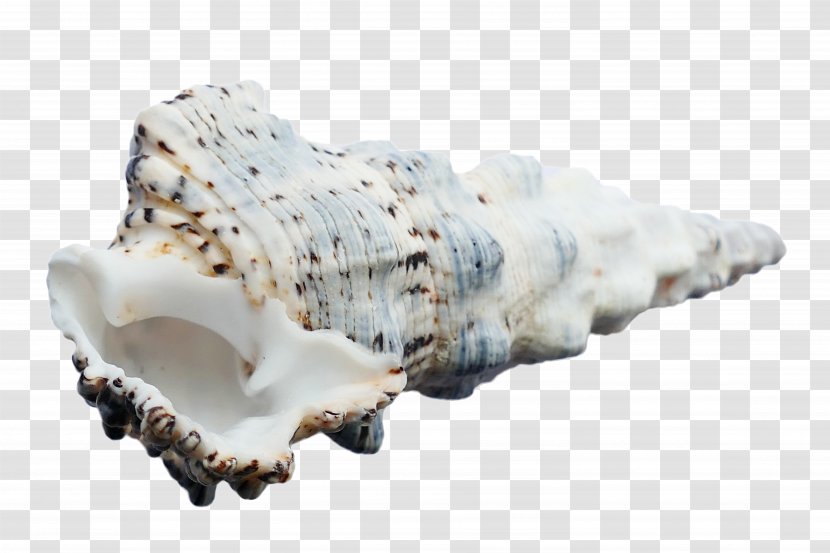 Seashell Mollusc Shell Sea Snail Conchology - Big Conch Transparent PNG