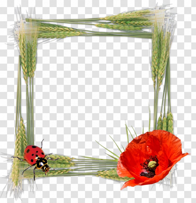 Floral Design Picture Frames Photography Red Transparent PNG