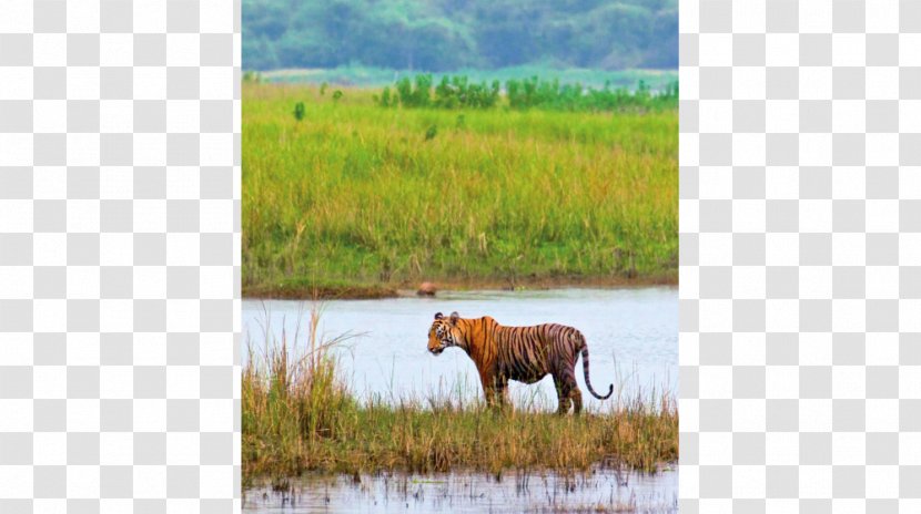 Mustang Nature Reserve Fauna Ecoregion Grassland - Big Cats - Travel By Walking Transparent PNG