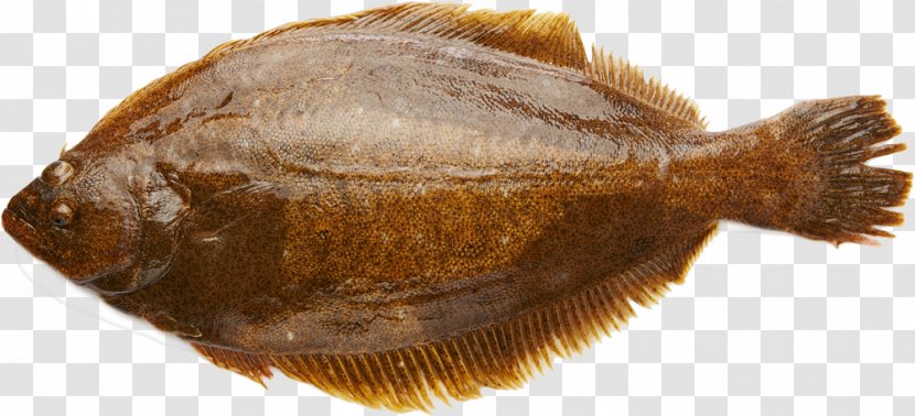 Olive Flounder Salted Fish Image Angling - Cholla Transparent PNG