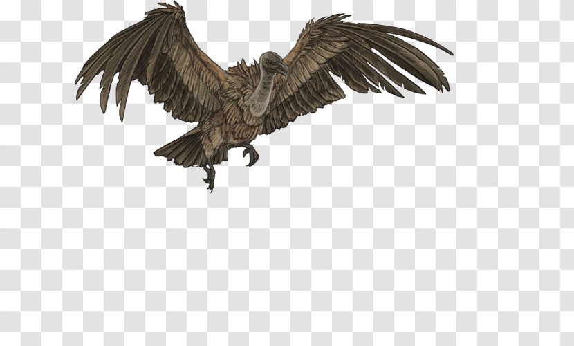 Bird Vulture Eagle Owl Lion - Feather Transparent PNG