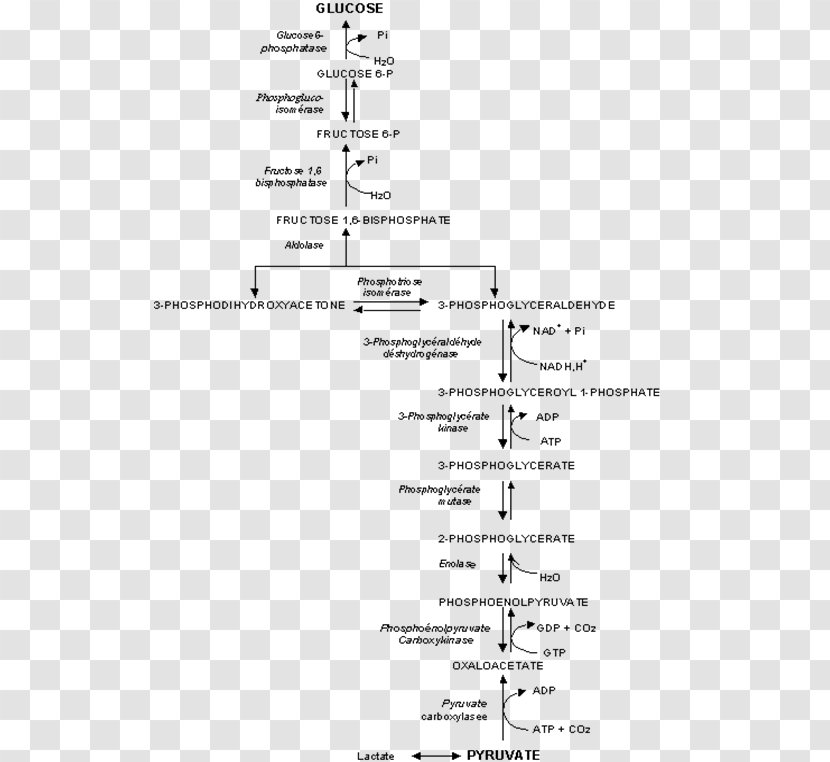 Genealogy Cyndi's List Family History Society - Heart Transparent PNG