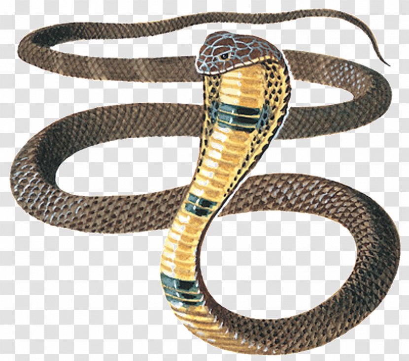 Snakes Reptile King Cobra Venomous Snake - Fashion Accessory - Layoff Design Element Transparent PNG
