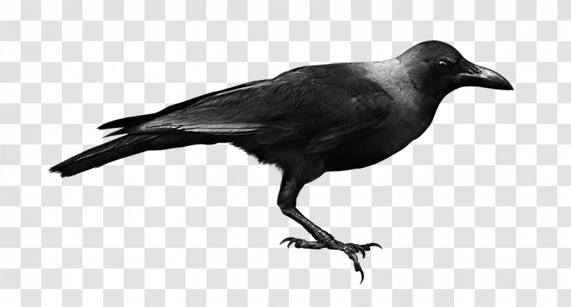 American Crow Raven DeviantArt - Perching Bird - Timeline Powerpoint Transparent PNG