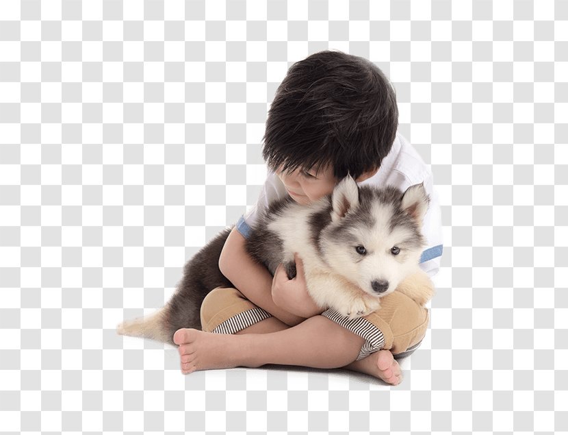 Miniature Siberian Husky Sakhalin Alaskan Malamute Puppy Transparent PNG