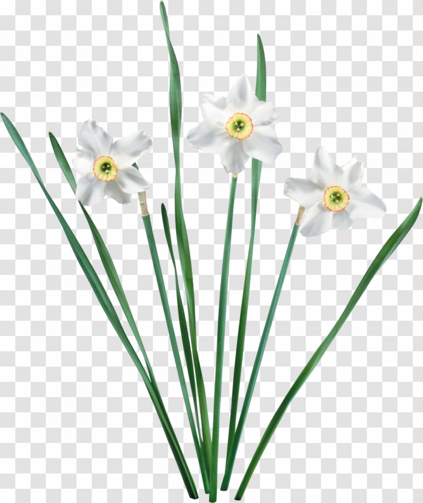 Flower Narcissus Tazetta Jonquille Amaryllis - Daffodil - Aloe Transparent PNG