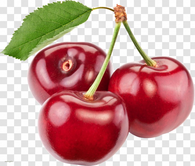 Cherry Fruit Clip Art - Malpighia - Watercolor Transparent PNG