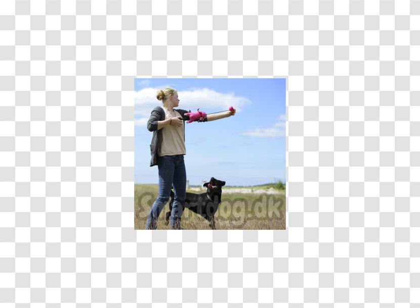 Dog Walking Obedience Training Leash Pet - Trial - Flying Dogs Transparent PNG