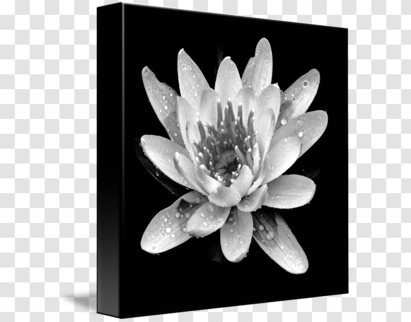 Gallery Wrap Canvas Art White Plant - Petal - Waterlily Transparent PNG