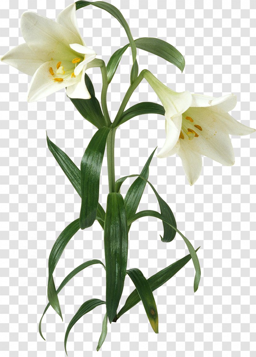 Lilium Flower - Seed Plant - Callalily Transparent PNG