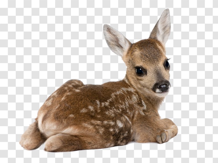 Roe Deer White-tailed Dog Stock Photography - Royaltyfree Transparent PNG
