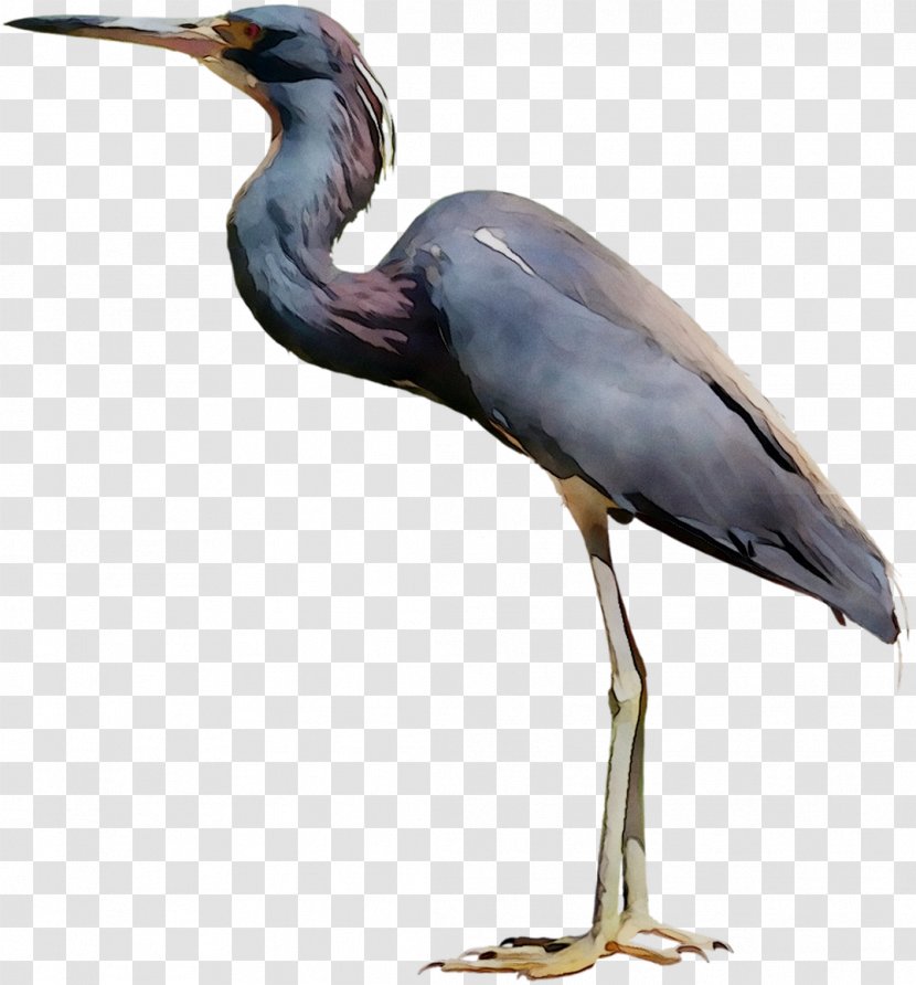 Little Blue Heron Bird Crane Egret - Water Transparent PNG