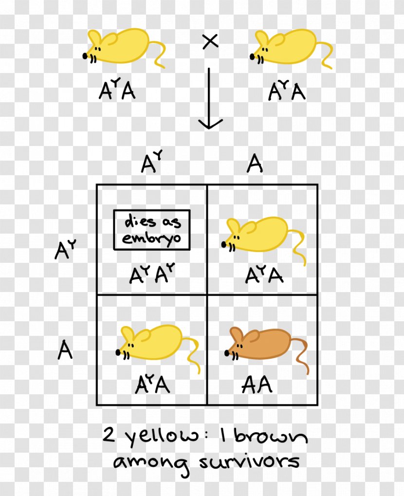 Lethal Allele Pleiotropy Punnett Square Dominancia Incompleta - Beak - Polygene Transparent PNG