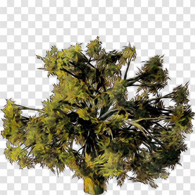 Cupressaceae Pine Family - Tree Transparent PNG